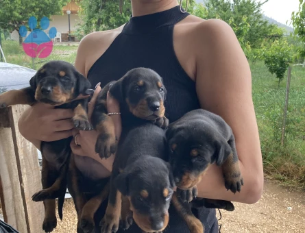 Doberman yavrularım sağlık ve ırk garantilidir - 7410 - Görsel 5