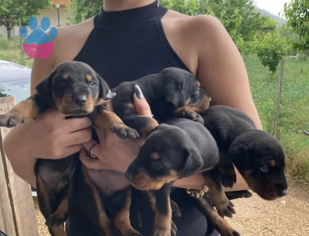 Doberman yavrularım sağlık ve ırk garantilidir - 7410 - Görsel 4