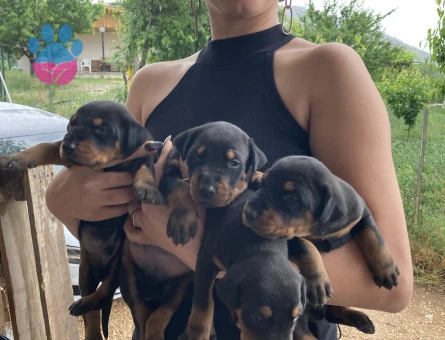 Doberman yavrularım sağlık ve ırk garantilidir - 7410