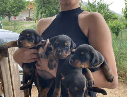 Doberman yavrularım sağlık ve ırk garantilidir - 7410