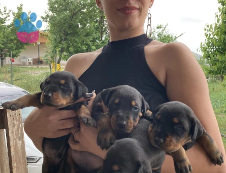Doberman yavrularım sağlık ve ırk garantilidir - 7410 - Görsel 3