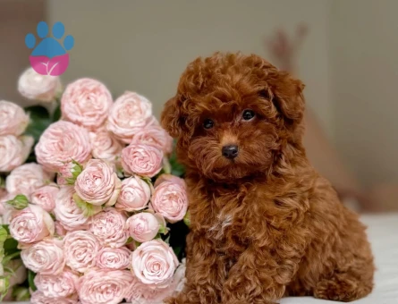BEBEK POODLE YAVRU - 7414
