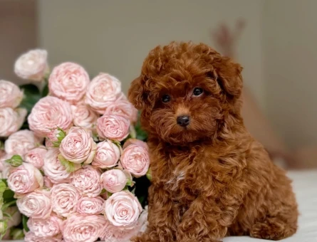 BEBEK POODLE YAVRU - 7414