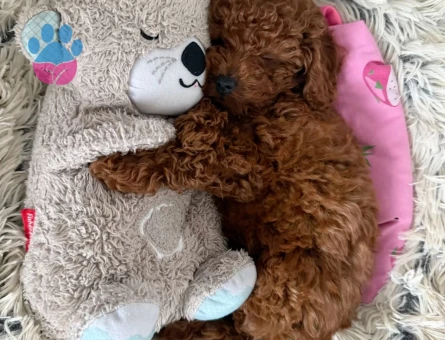 BEBEK POODLE YAVRU - 7414 - Görsel 3