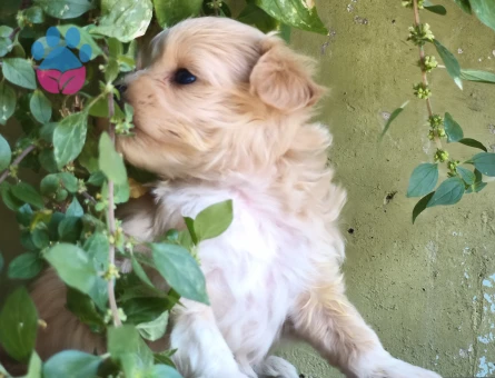 Maltipoo bebekler - 7415
