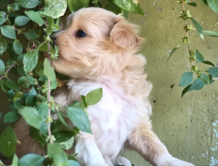 Maltipoo bebekler - 7415