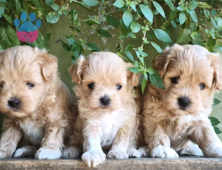 Maltipoo bebekler - 7415 - Görsel 3