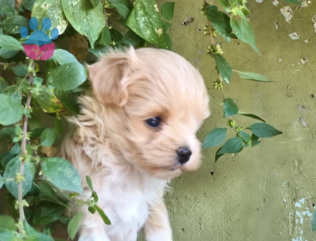 Maltipoo bebekler - 7415 - Görsel 4