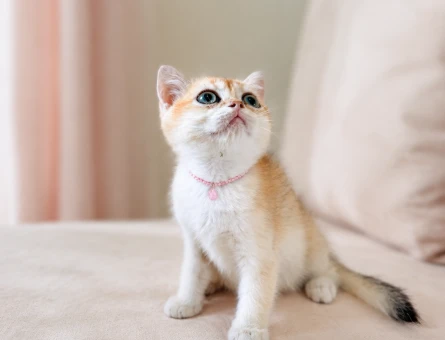 British Shorthair Golden Yavrumuz Yeni Ailesini Arıyor - 7416
