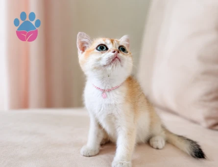 British Shorthair Golden Yavrumuz Yeni Ailesini Arıyor - 7416 - Görsel 3