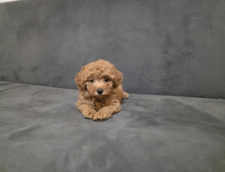 2 aylık dişi Toy poodle - 7418