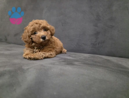 2 aylık dişi Toy poodle - 7418 - Görsel 3