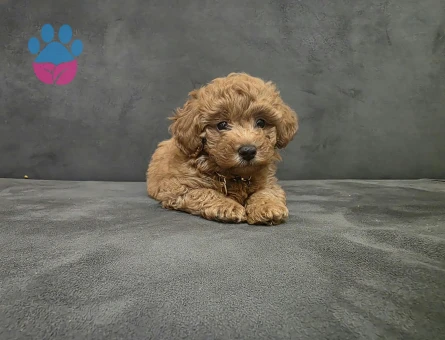 2 aylık dişi Toy poodle - 7418 - Görsel 5