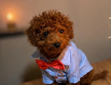 🐾 Sevgiyle Büyüttüğümüz Toy Poodle’ımıza Ömürlük Yuva Arıyoruz - 7422