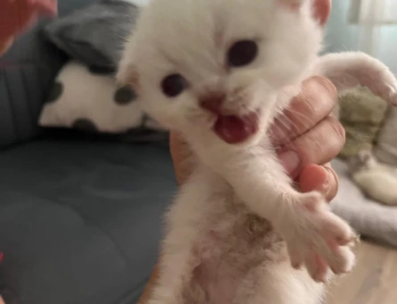 Scottish Fold Yavru Kediler - 7423