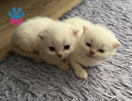 Scottish Fold Yavru Kediler - 7423 - Görsel 3