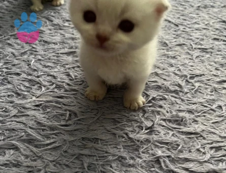 Scottish Fold Yavru Kediler - 7423 - Görsel 4