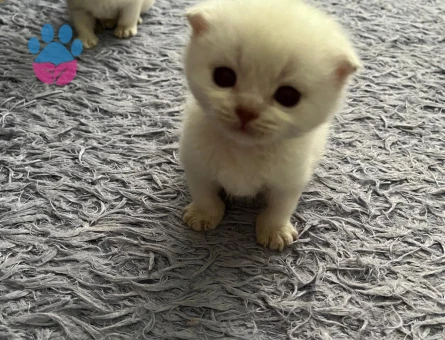 Scottish Fold Yavru Kediler - 7423 - Görsel 5