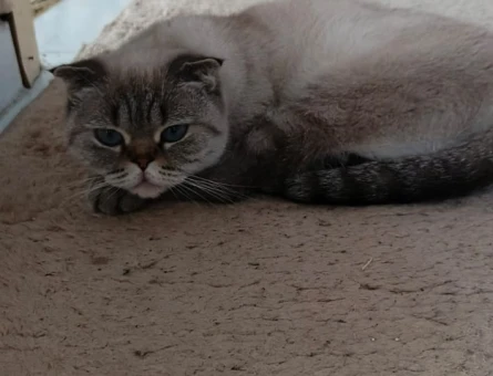 Scottish Fold Kedi sahiplendirme - 7424