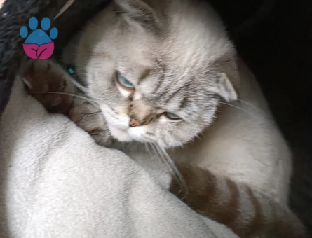 Scottish Fold Kedi sahiplendirme - 7424 - Görsel 4