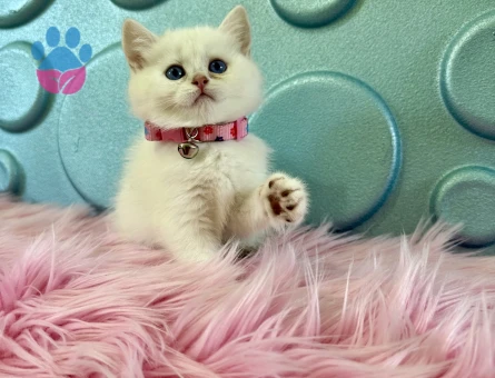 British Shorthair Dişi 2 Aylık Topaç Kafa