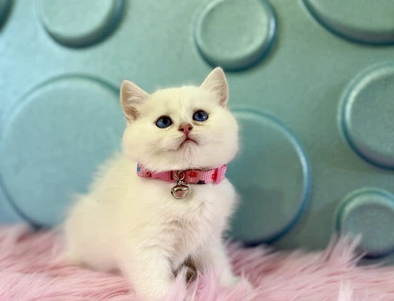 British Shorthair Dişi 2 Aylık Topaç Kafa