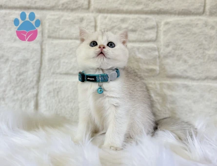 British Shorthair Silver Erkek