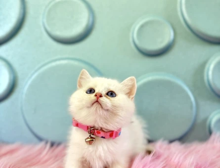 2 Aylık Dişi British Shorthair