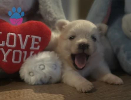 POMERANIAN BOO YAVRULAR YENİ AİLESİNİ BEKLİYOR - 9305