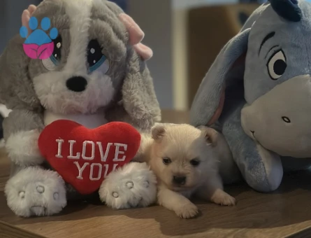 POMERANIAN BOO YAVRULAR YENİ AİLESİNİ BEKLİYOR - 9305 - Görsel 3