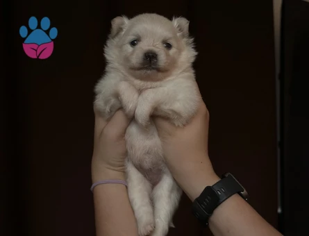 POMERANIAN BOO YAVRULAR YENİ AİLESİNİ BEKLİYOR - 9305 - Görsel 4