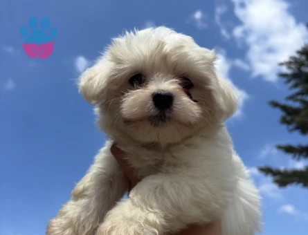SAFKAN MALTESE YAVRU TÜM TÜRKİYE - 9306 - Görsel 4