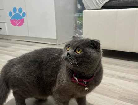Scotish Fould Aşıları Tam Dişi Kedi - 9307 - Görsel 2
