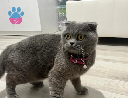 Scotish Fould Aşıları Tam Dişi Kedi - 9307 - Görsel 3