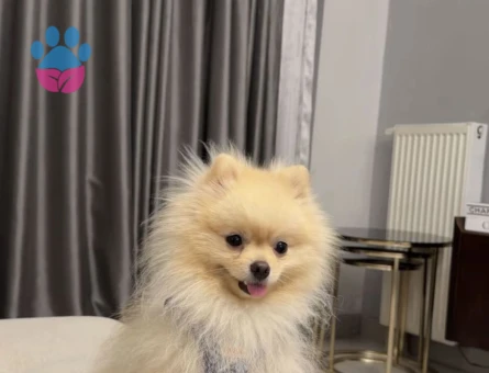 Pomerian boo - 9309