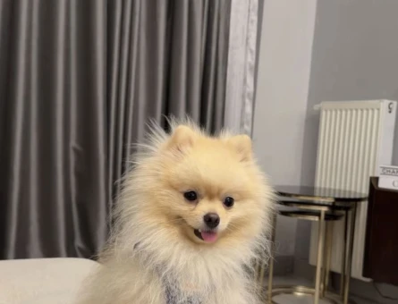 Pomerian boo - 9309