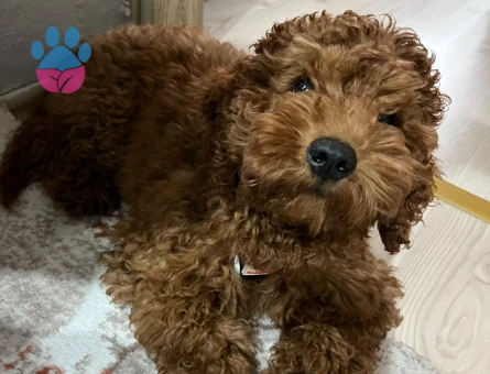 Poodle - 9312