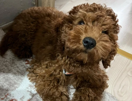 Poodle - 9312