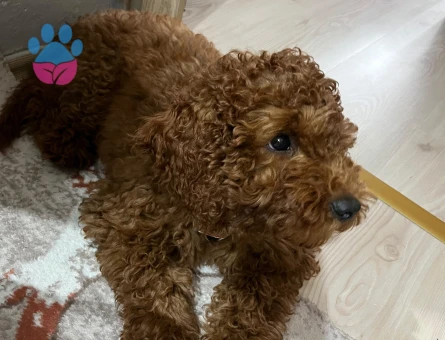 Poodle - 9312 - Görsel 3