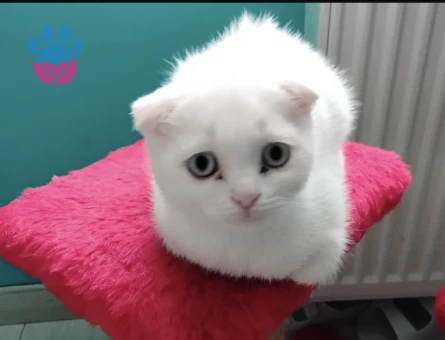 Scottish Fold Beyaz kedi 8 Aylık Yuva Arıyor - 9313 - Görsel 2