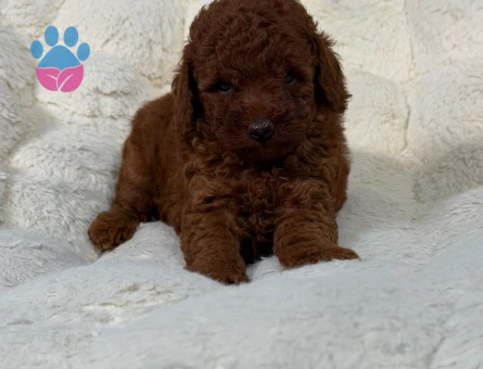 Ailenizin Yeni Üyesi Safkan Toy Poodle Bebekler - 9314 - Görsel 3