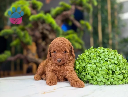 Ailenizin Yeni Üyesi Safkan Toy Poodle Bebekler - 9314 - Görsel 2