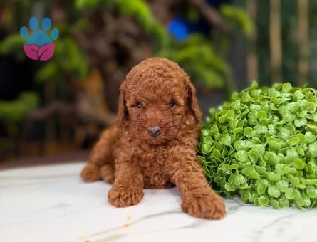 Yeni Dostunuzla Tanışın Toy Poodle Dişi ve Erkek Yavrular - 9315 - Görsel 2
