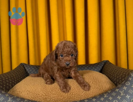 Yeni Dostunuzla Tanışın Toy Poodle Dişi ve Erkek Yavrular - 9315 - Görsel 3