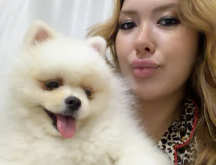 Pomeranian boo köpek - 9317
