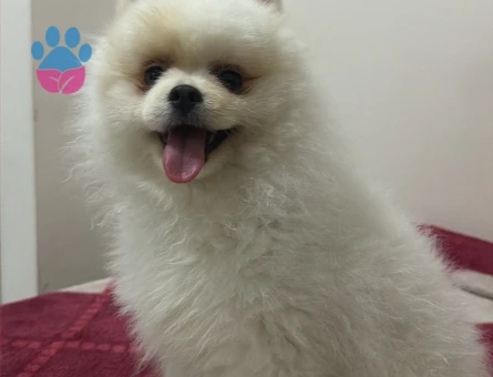 Pomeranian boo köpek - 9317 - Görsel 3
