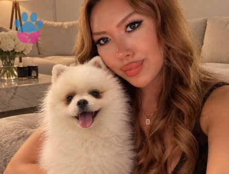 Pomeranian boo köpek - 9317 - Görsel 4
