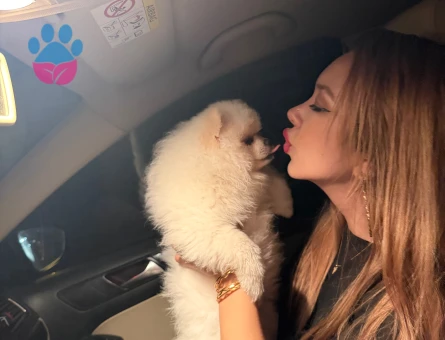 Pomeranian boo köpek - 9317 - Görsel 5
