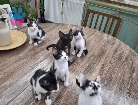 2 Aylık Annesiz Kediler - 9319 - Görsel 2