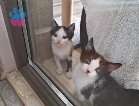 2 Aylık Annesiz Kediler - 9319 - Görsel 3